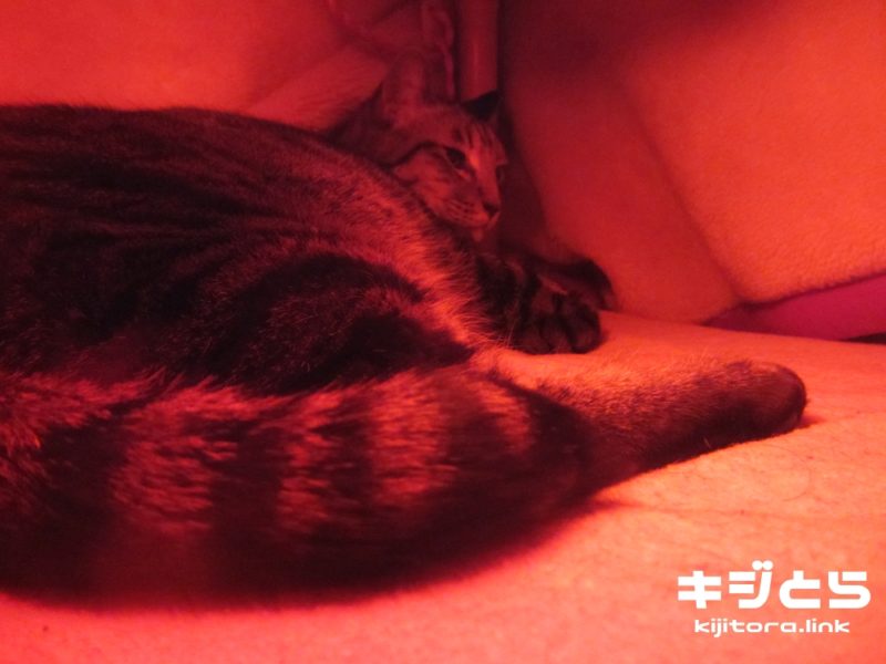 コタツの中で寝る猫