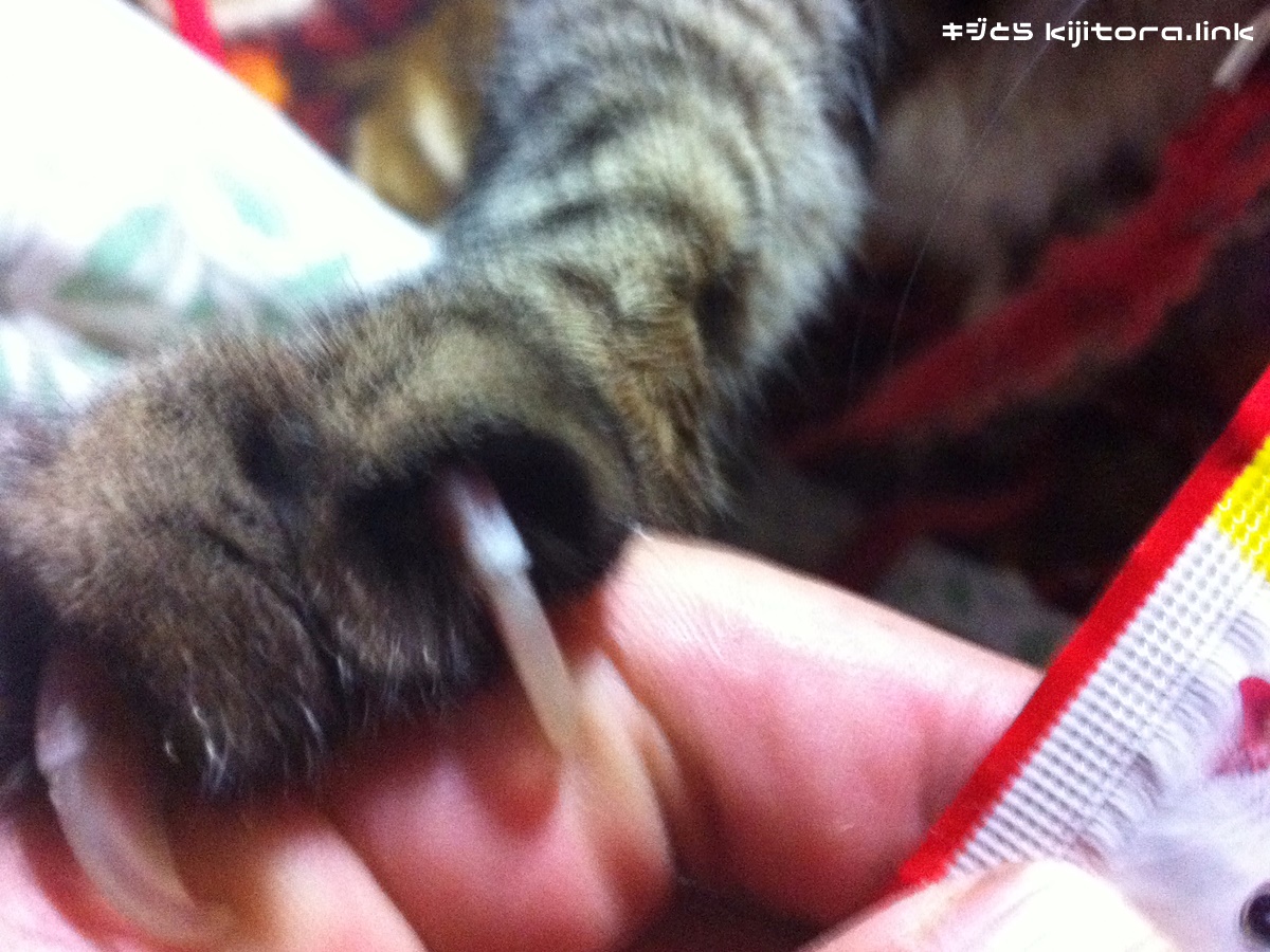 ちゅーる欲しさに飼い主に爪を立てるキジトラ猫3