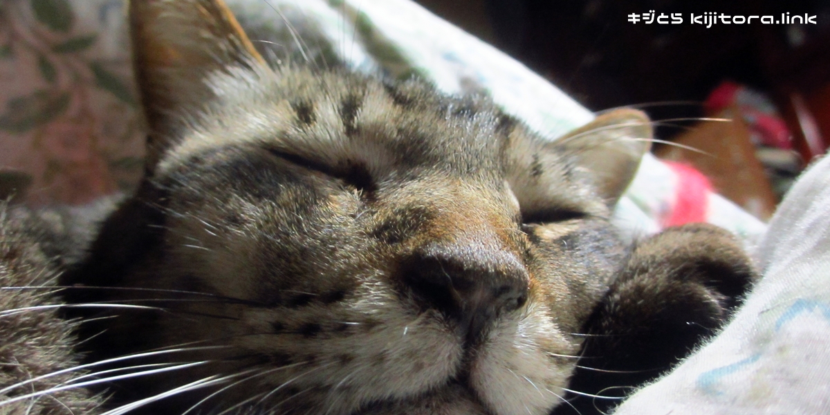 快眠中のキジトラ猫