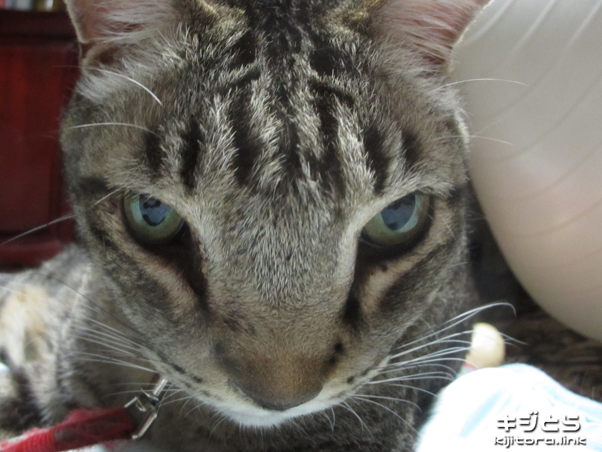 2016-07-05 魚眼モードで撮影した猫