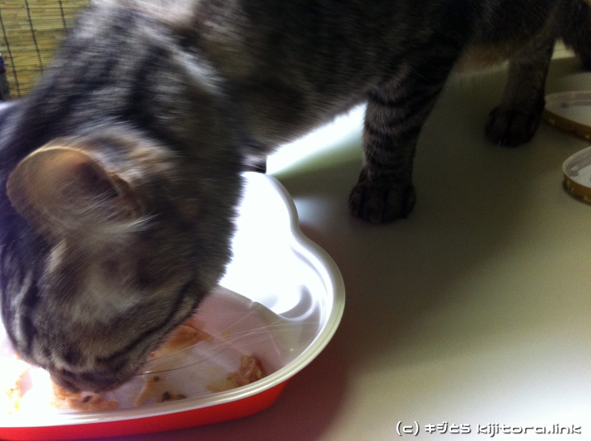 今夜の猫のご飯はジバニャン弁当ニャ♪（猫の食事6）