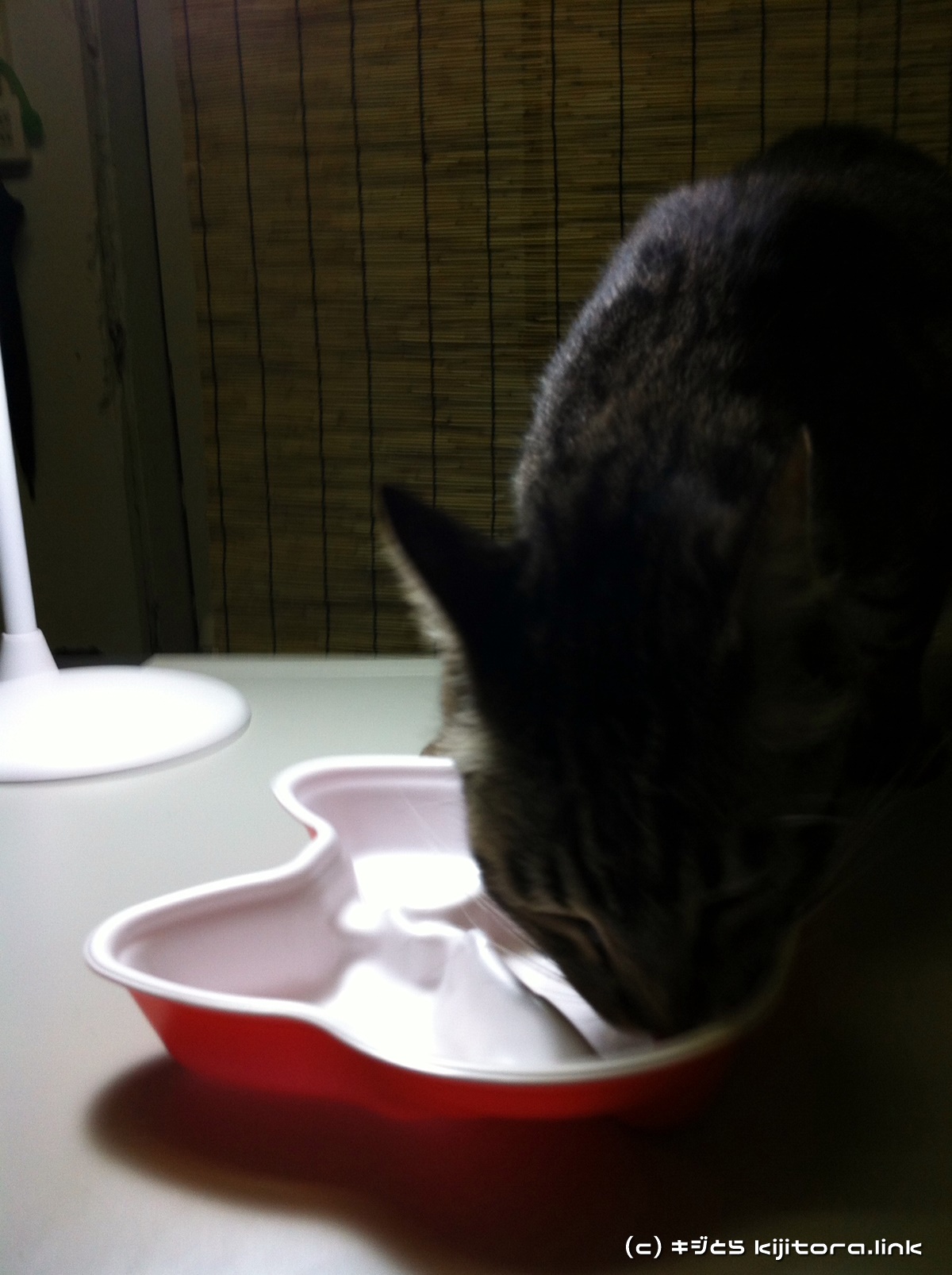今夜の猫のご飯はジバニャン弁当ニャ♪（猫の食事2）