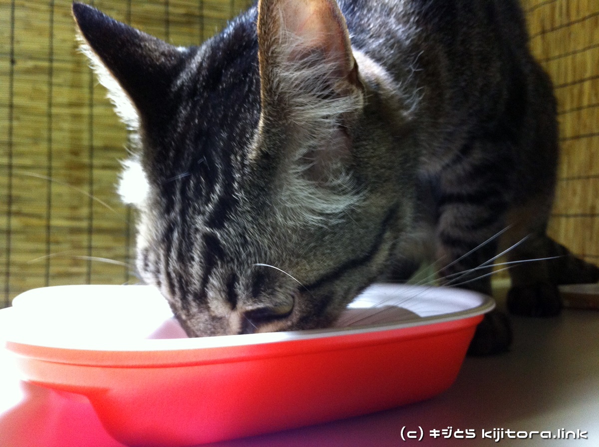今夜の猫のご飯はジバニャン弁当ニャ♪（猫の食事）