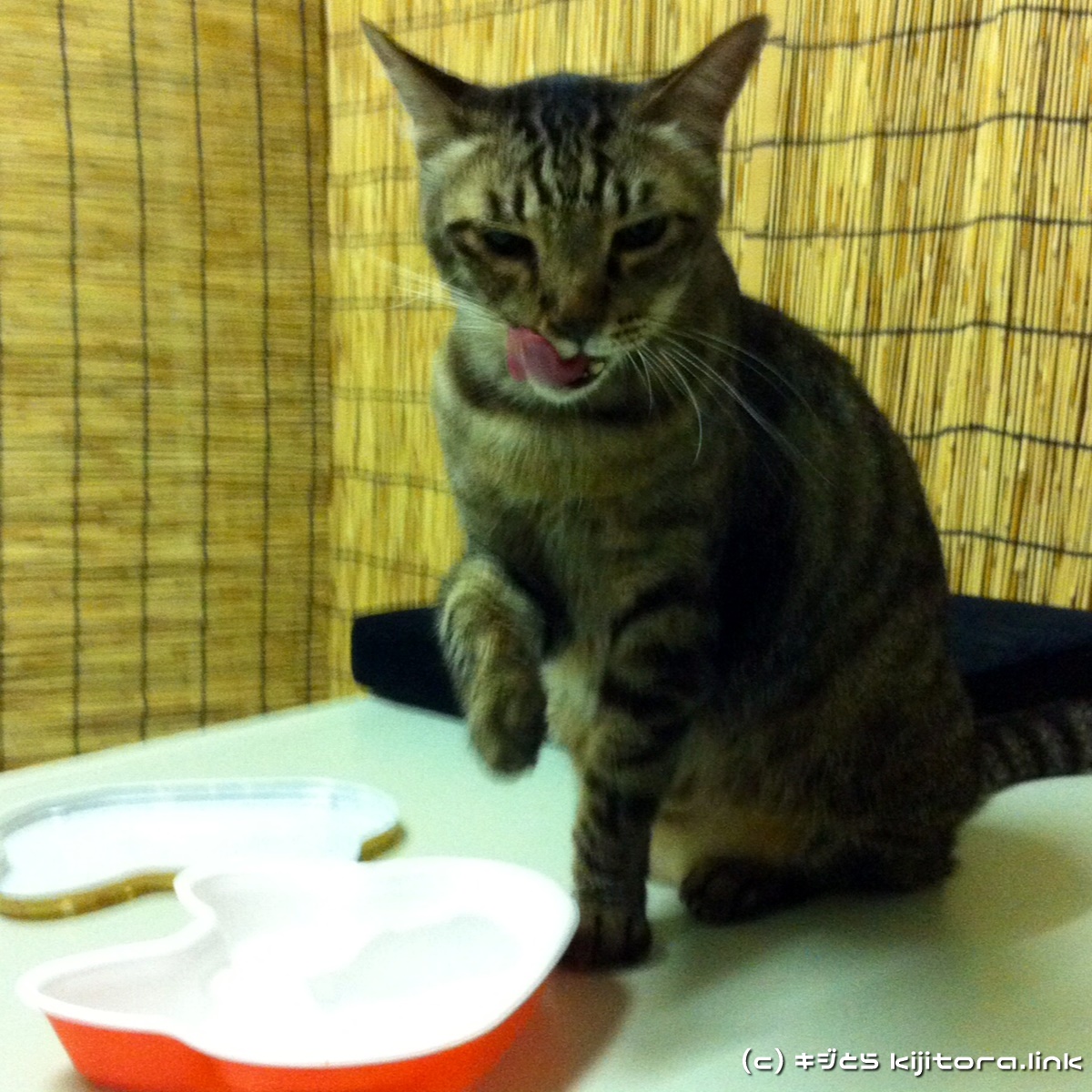 今夜の猫のご飯はジバニャン弁当ニャ♪（猫の食事7）
