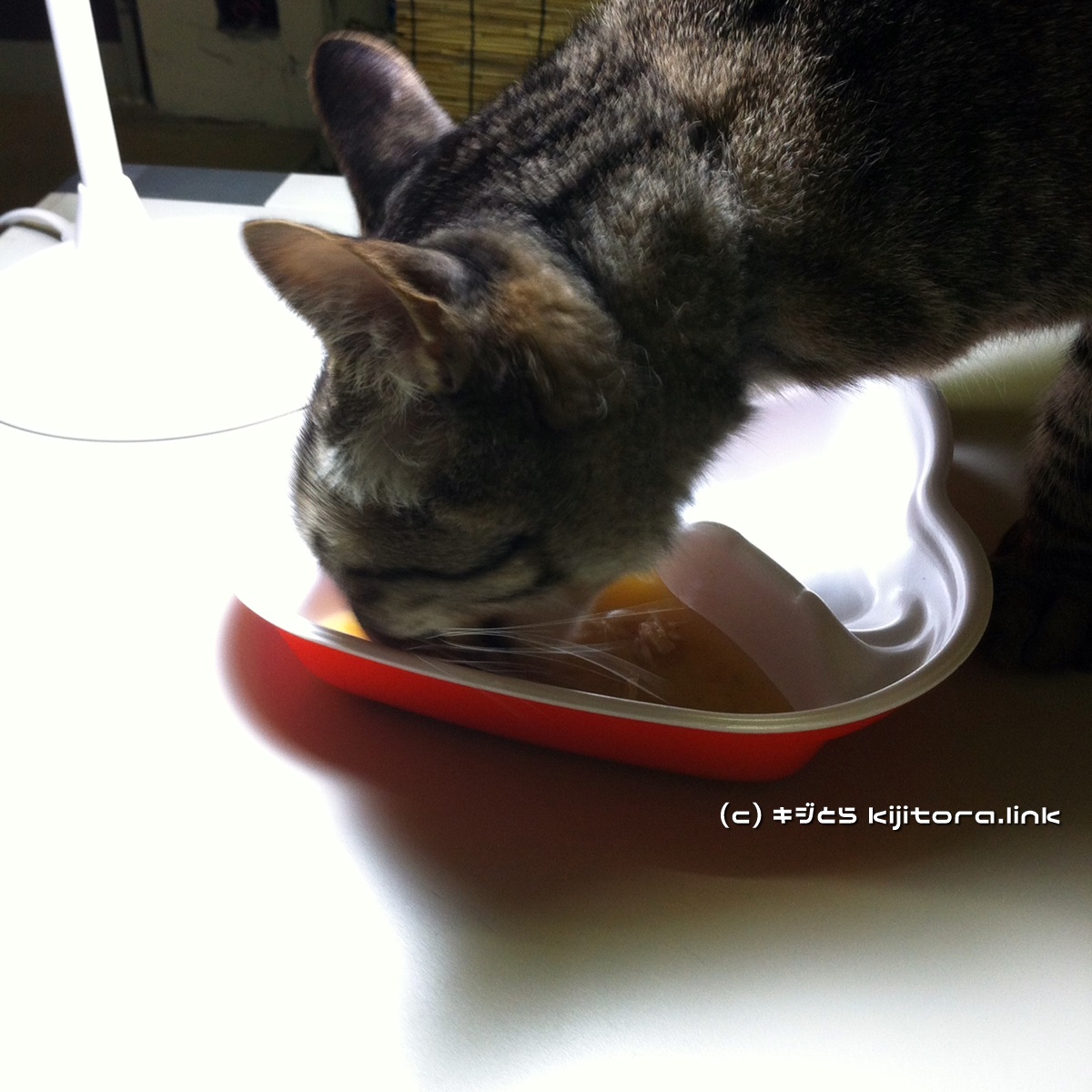今夜の猫のご飯はジバニャン弁当ニャ♪（猫の食事5）