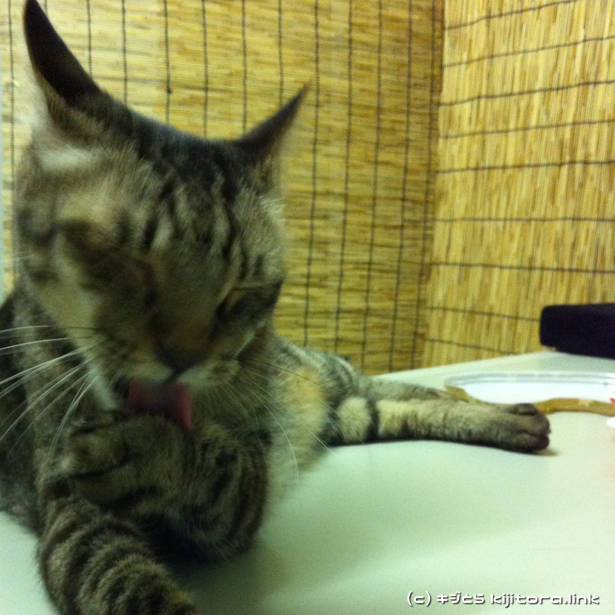今夜の猫のご飯はジバニャン弁当ニャ♪（猫の食事8）