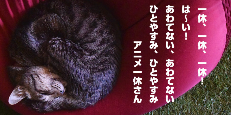 猫が居なくなったとき」にする猫返しのおまじない  キジとら