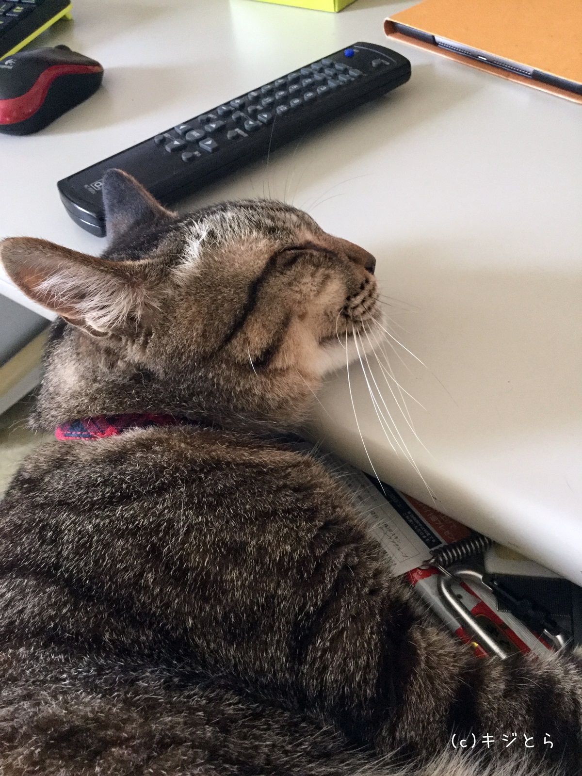 デスクの引き出しの中で眠る猫