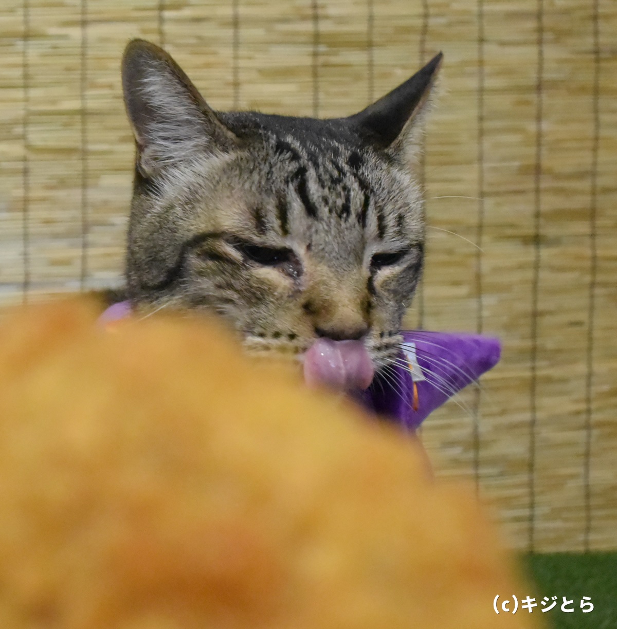 ファミマの台風コロッケ キジとら