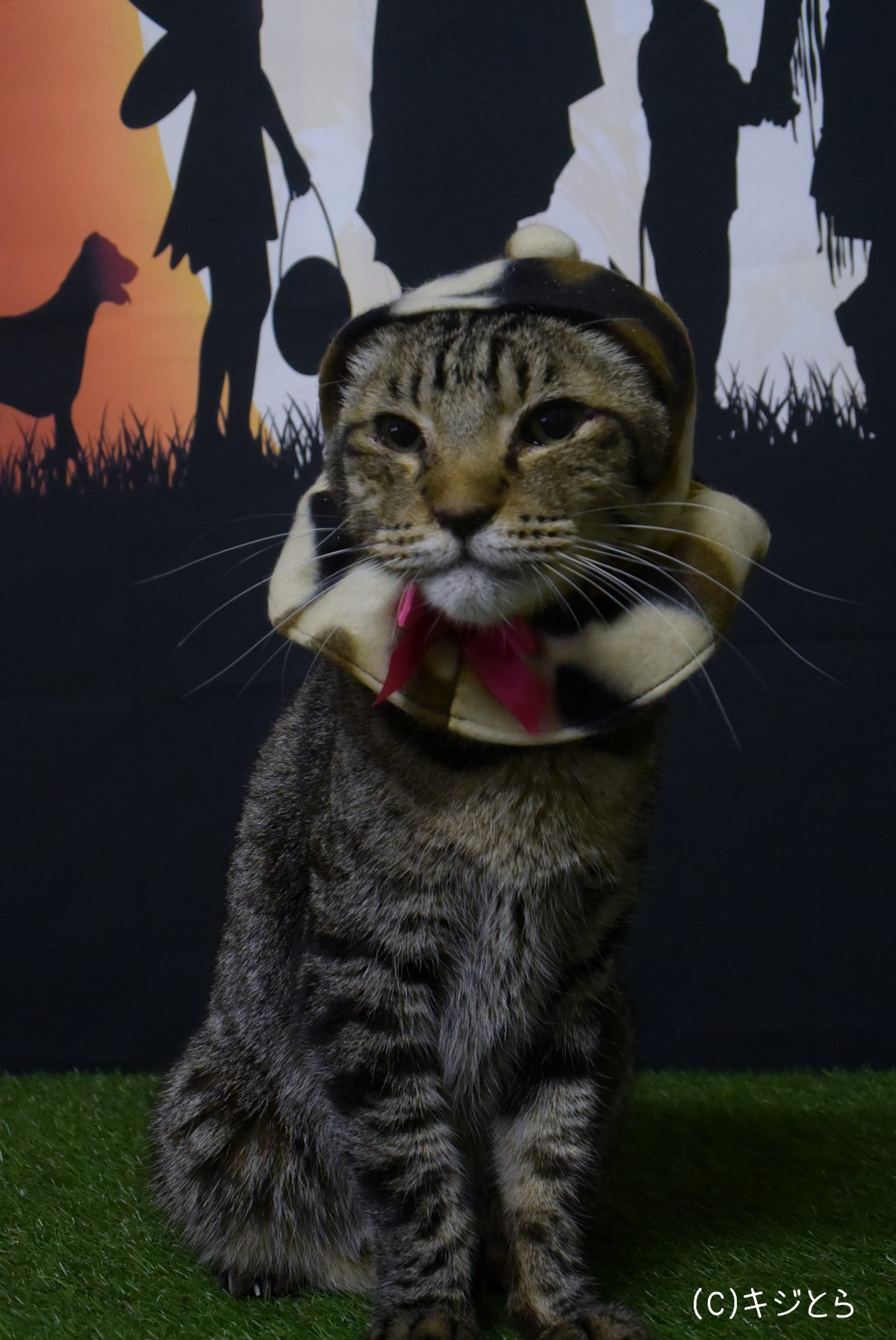 迷彩柄の手作り猫用帽子 Camouflage Handmade Cat Hat キジとら