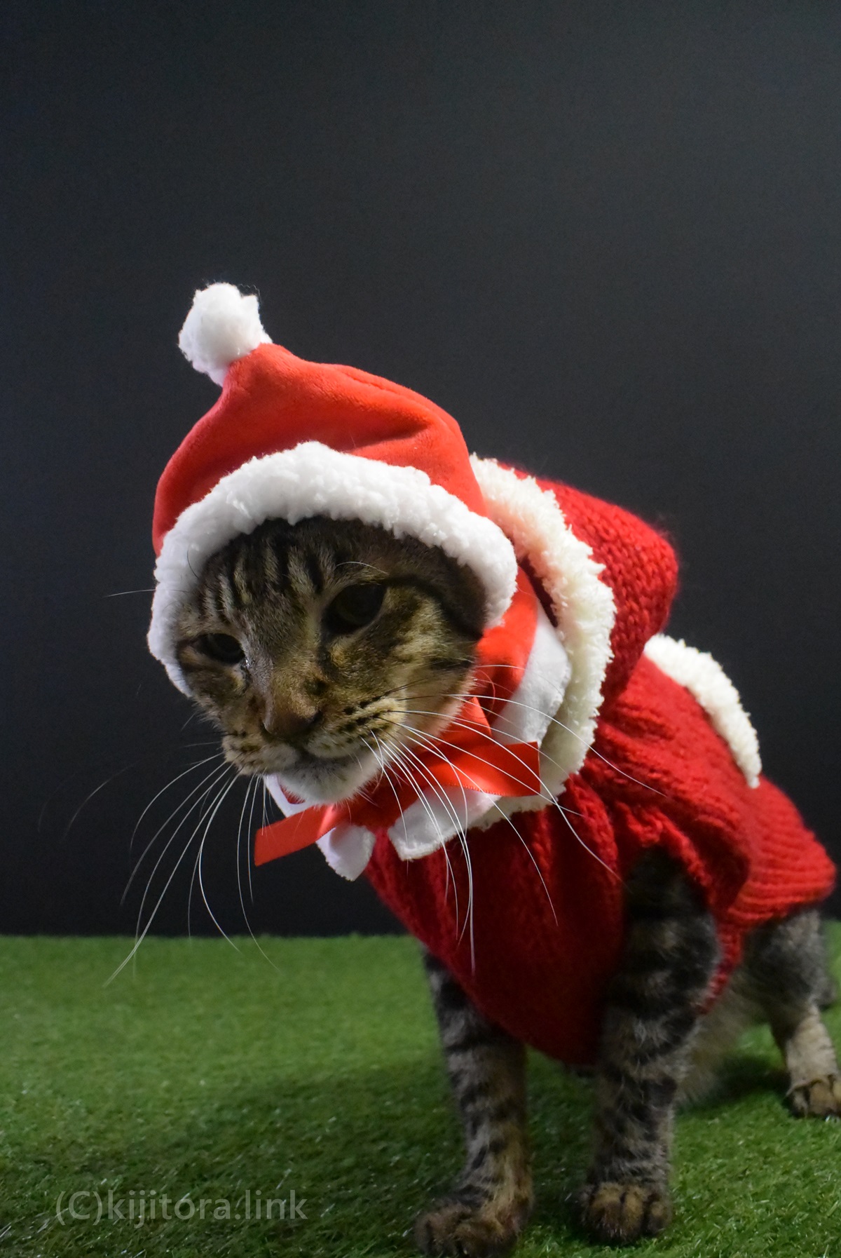 猫のクリスマス コスプレ ガチャガチャとハンドメイドでサンタにゃん キジとら