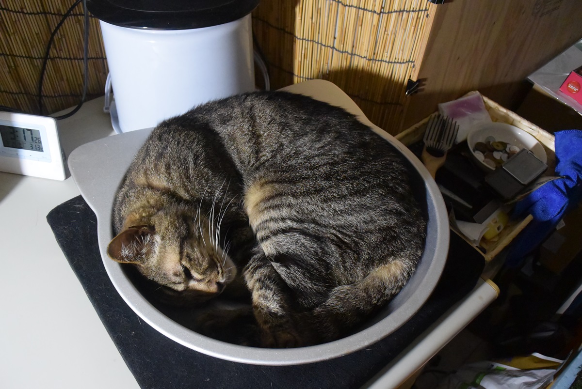 老猫のカリカリ撒き散らし防止策 うちの猫は猫鍋がお皿代わり キジとら