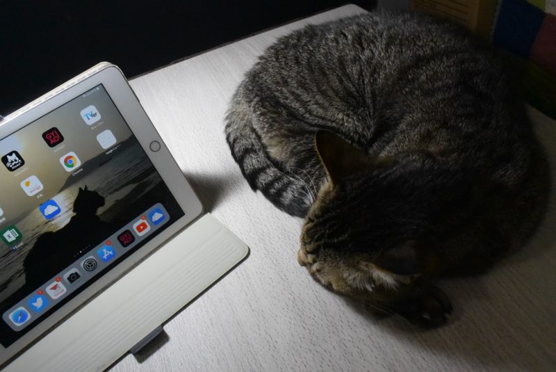 iPadと猫