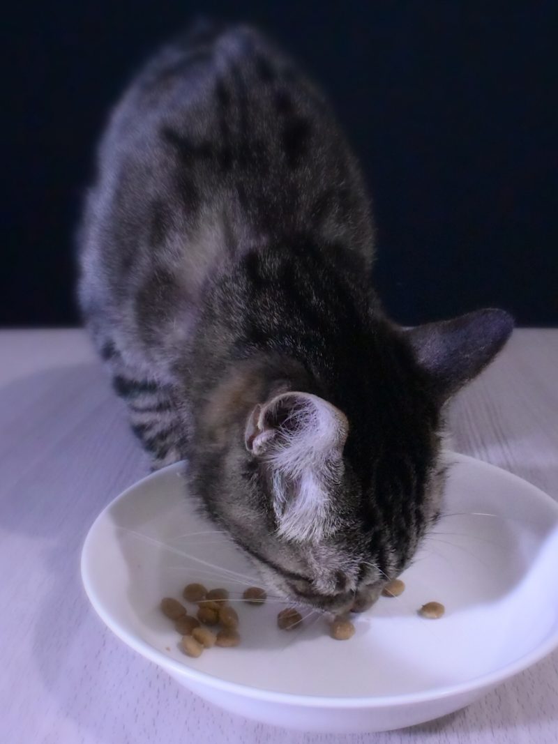 コタツの天板でご飯を食べる猫