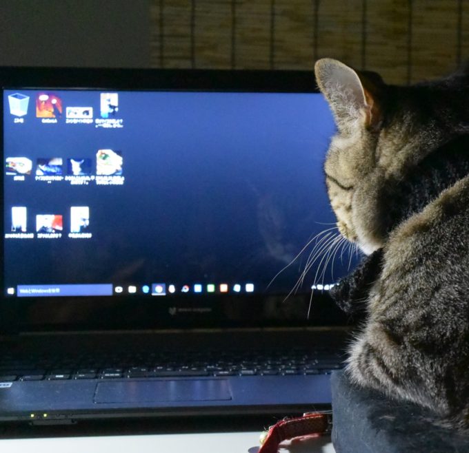 パソコンを見つめるキジトラ