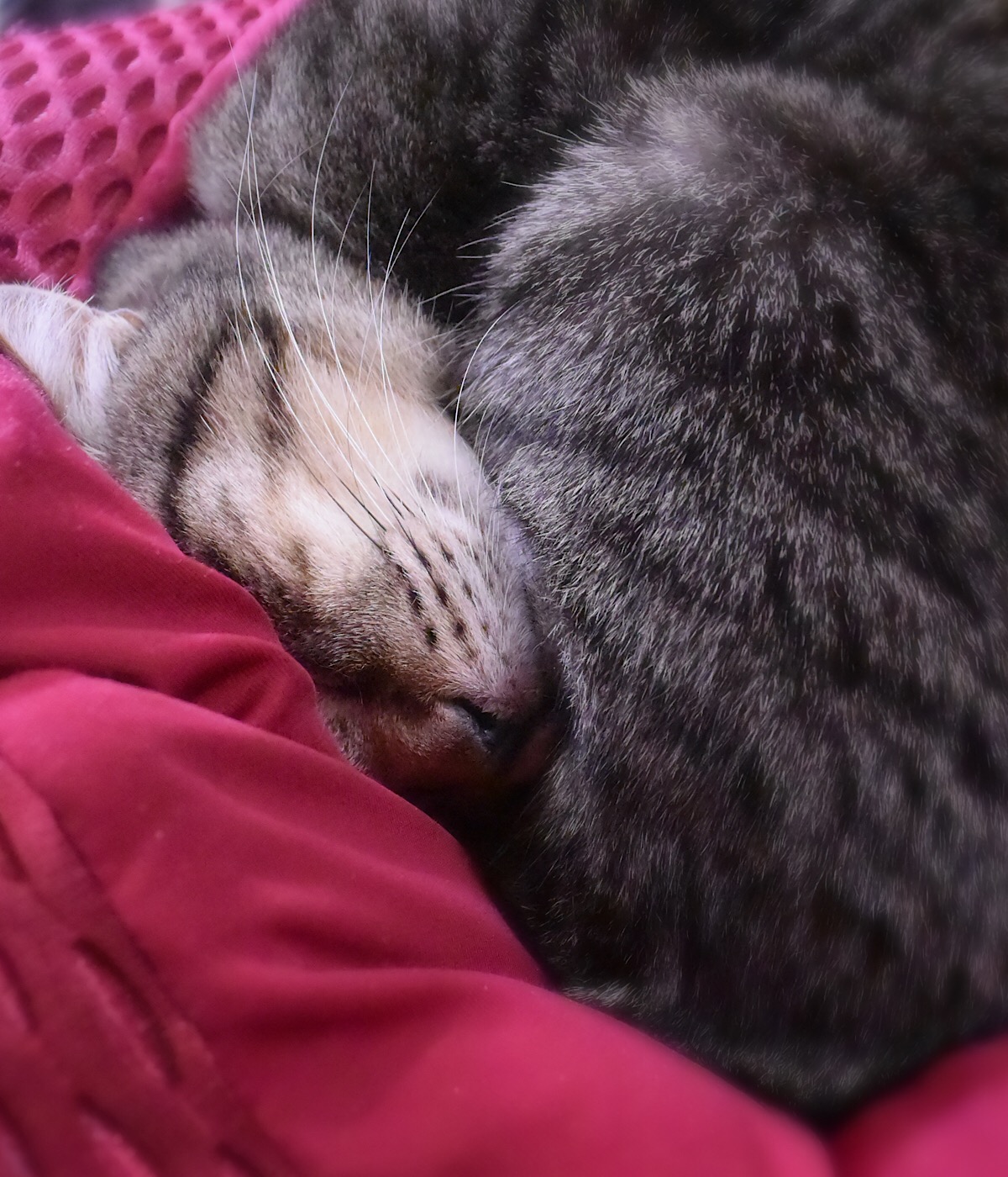 眠るキジトラ