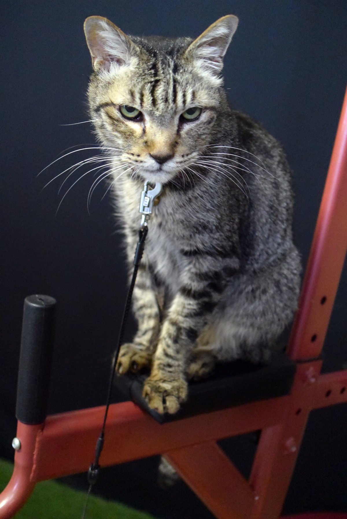 懸垂マシンの上の猫
