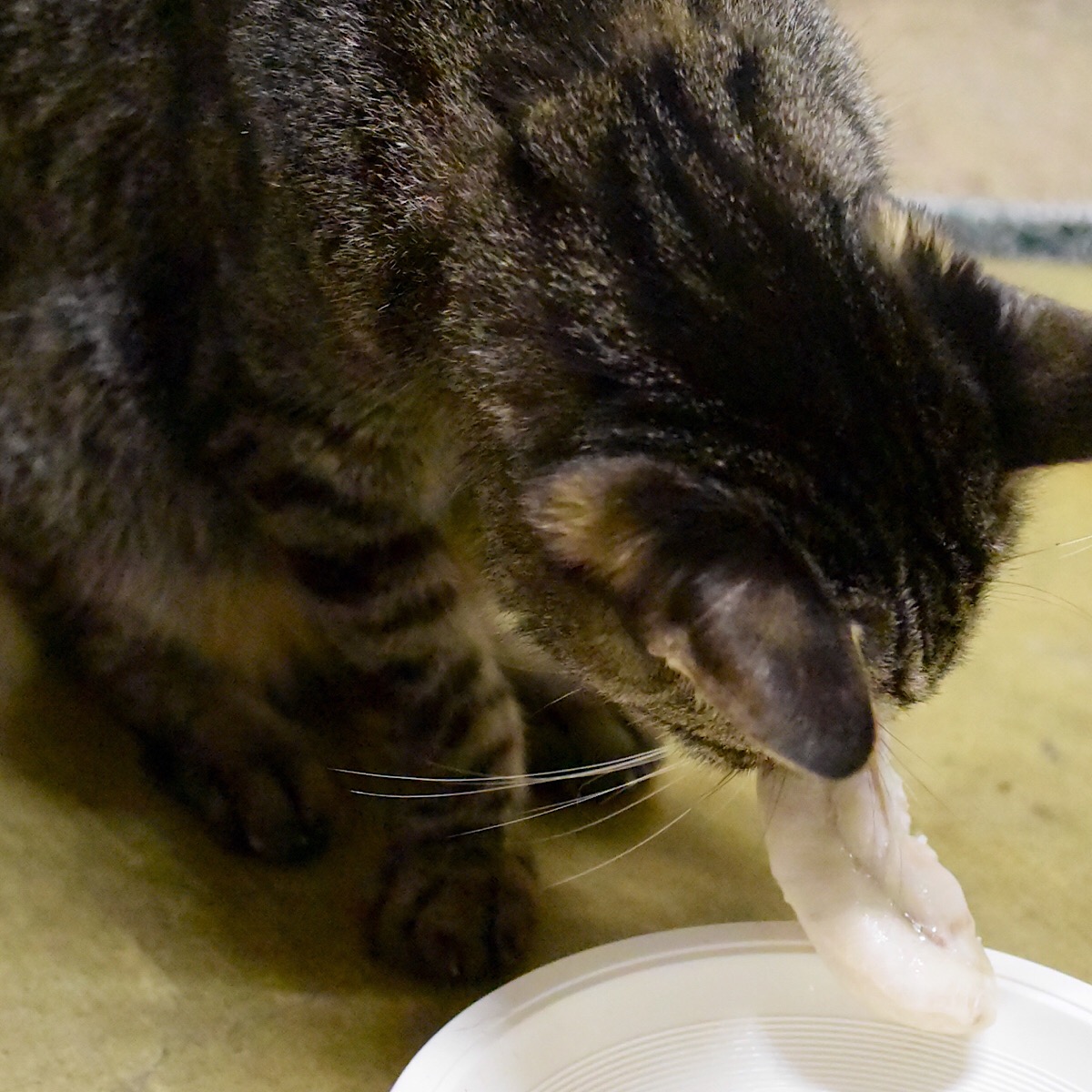 蒸しササミを食べる猫