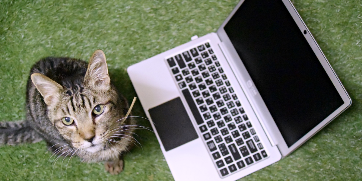 ノートPCと猫