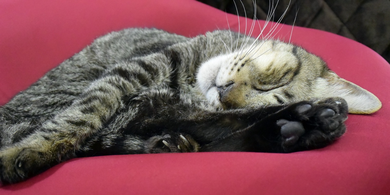 ダメになるソファーで眠る猫