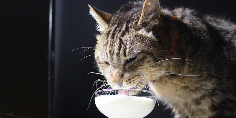 ミルクグラスと猫