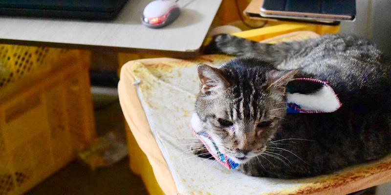 食パンの上で楽しげな猫