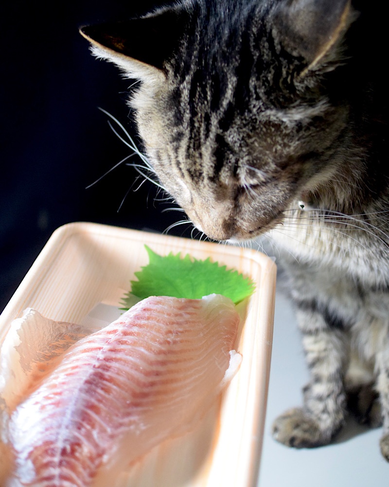 うちの猫の晩ご飯、鯛の切り身