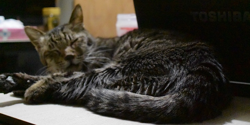 コタツの上で眠る猫