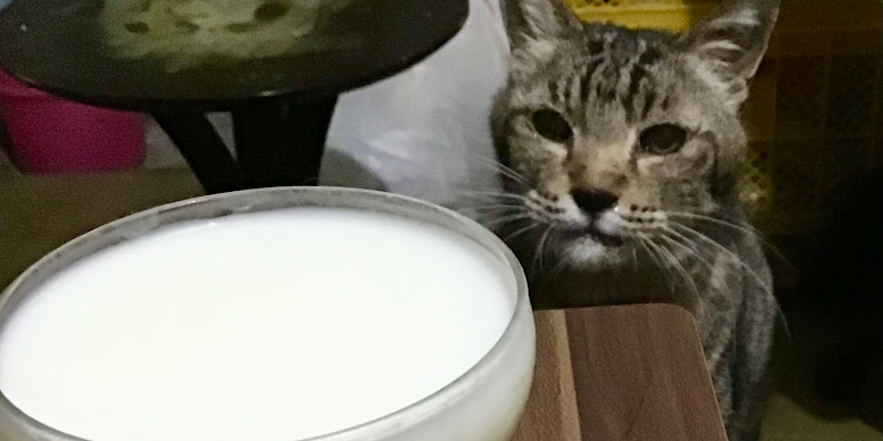 ミルクを狙う猫