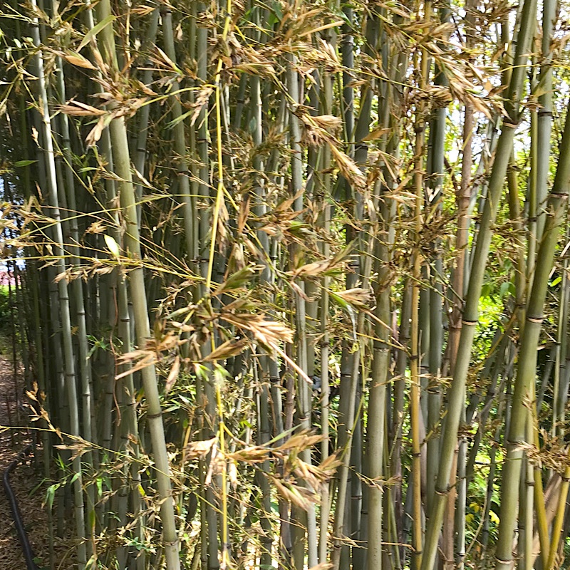 竹の花