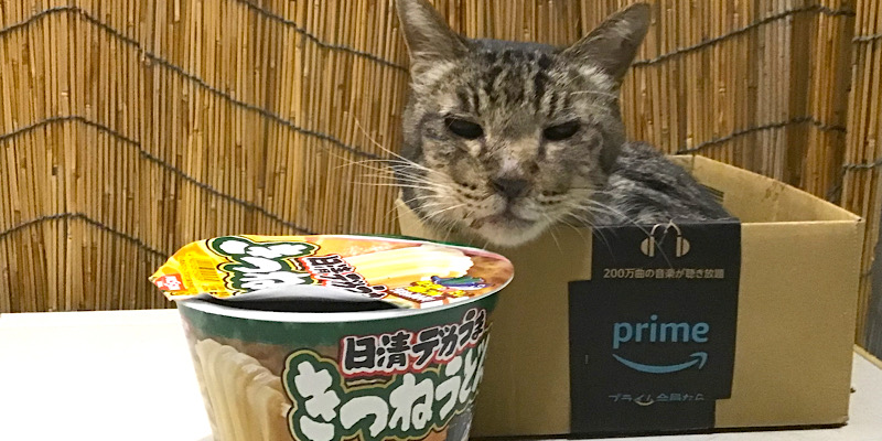 カップ麺と猫