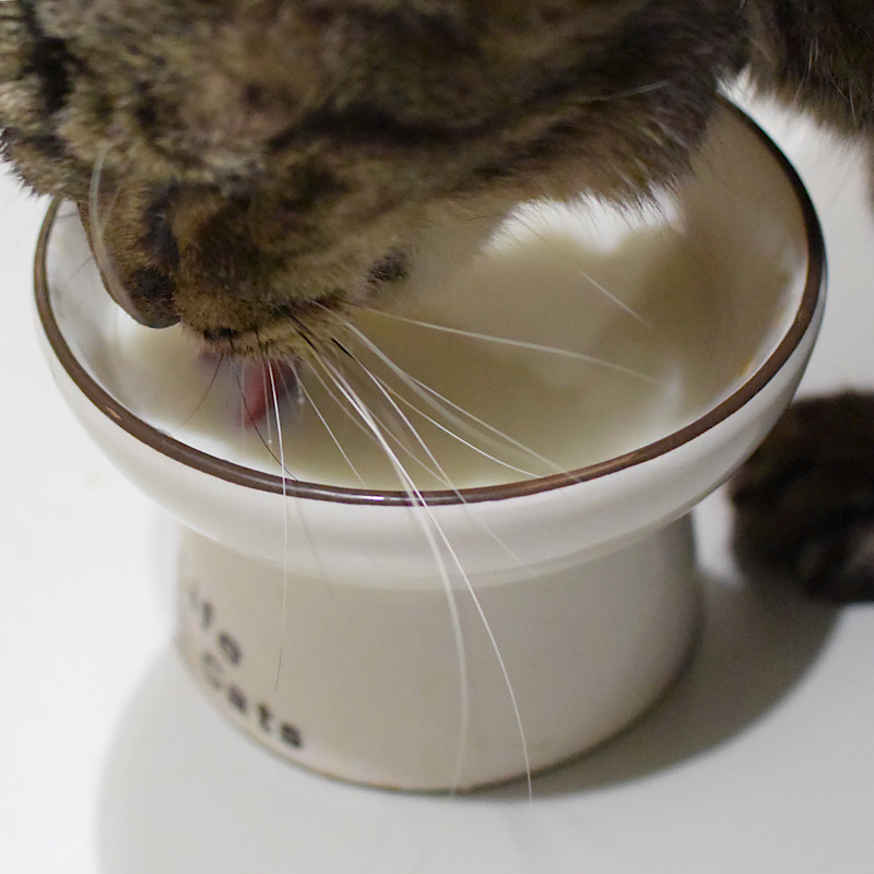 ミルク中の猫