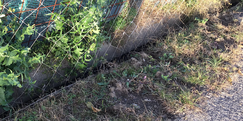 猪の掘った穴（外柵の外側）