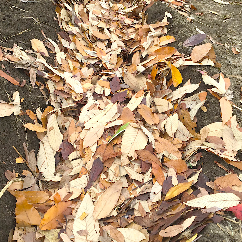 畝の中に枯れ葉を埋めたら落葉床の出来上がり