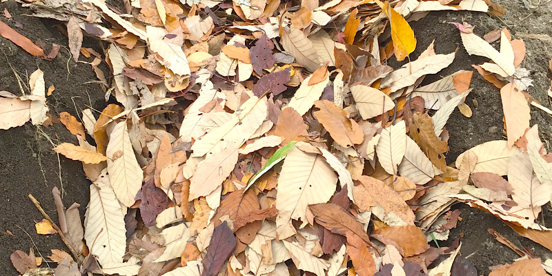 畝の中に枯れ葉を埋めたら落葉床の出来上がり