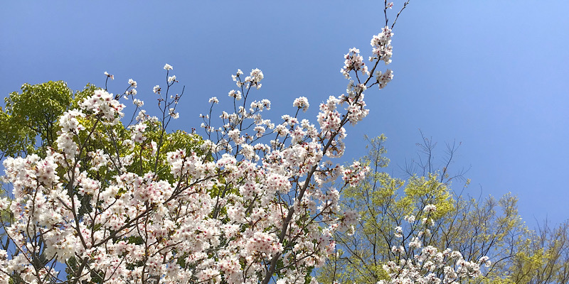 桜満開（2023）