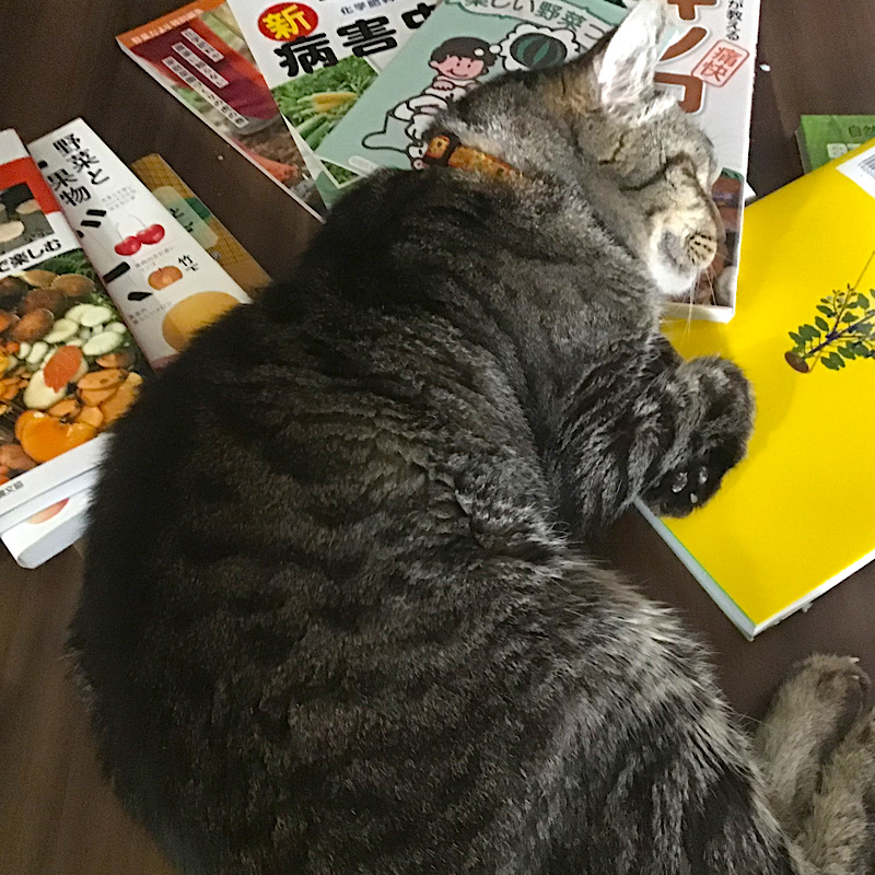 教科書を枕に眠る猫